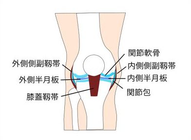 膝関節の構造