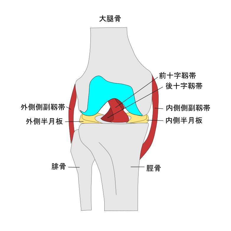 膝関節の構造