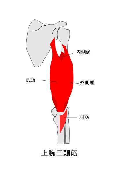 上腕三頭筋の解剖図