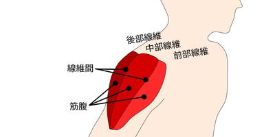 三角筋への鍼施術
