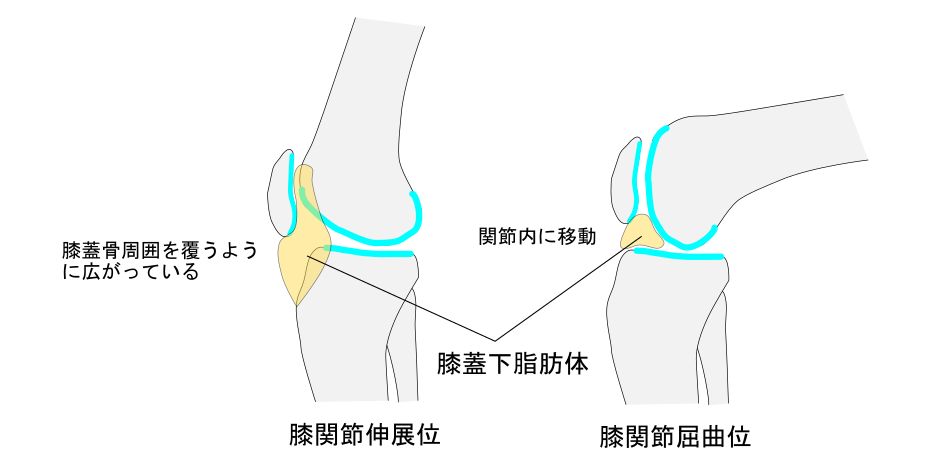 膝蓋下脂肪体イラスト