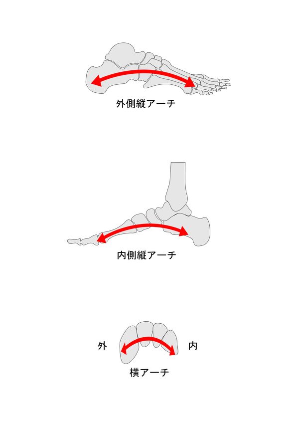 足部の構造