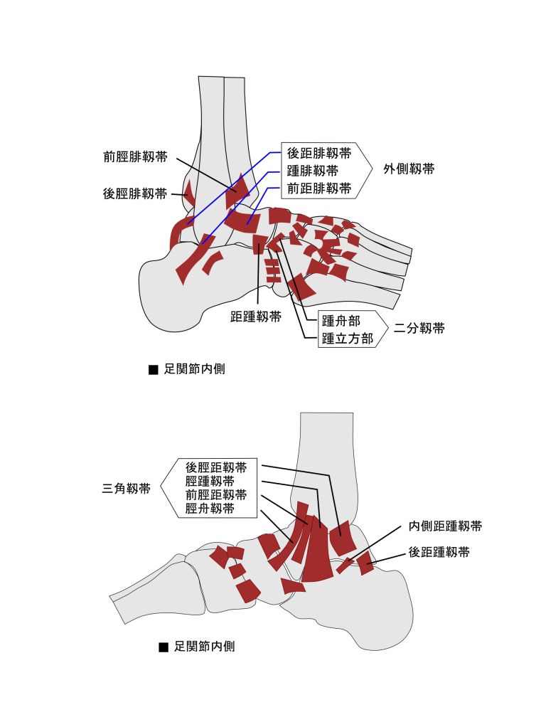 足関節の構造