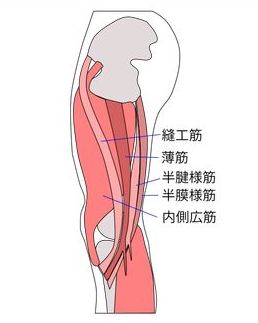 鵞足炎起こす筋肉図