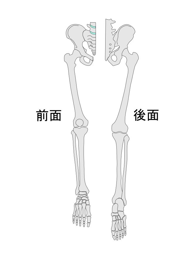 大腿部の構造