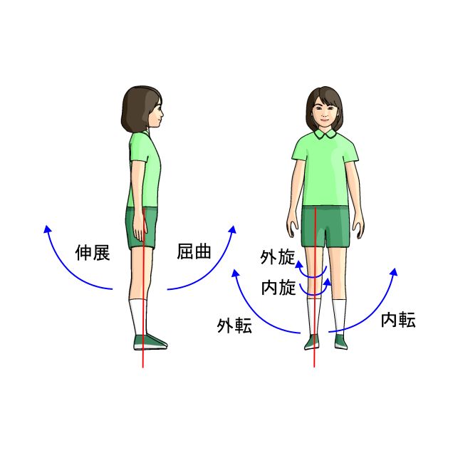 股関節の可動