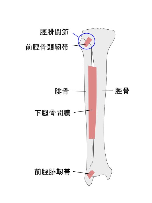 下腿部関節の構造