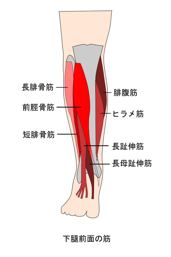 前脛骨筋・腓骨筋