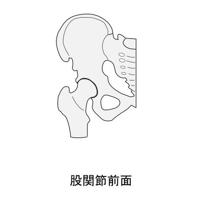 股関節の構造