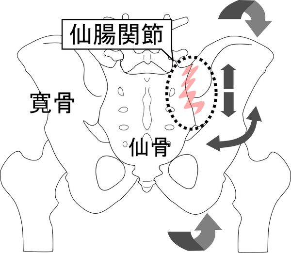 仙腸関節の運動図