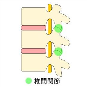 椎間関節の図