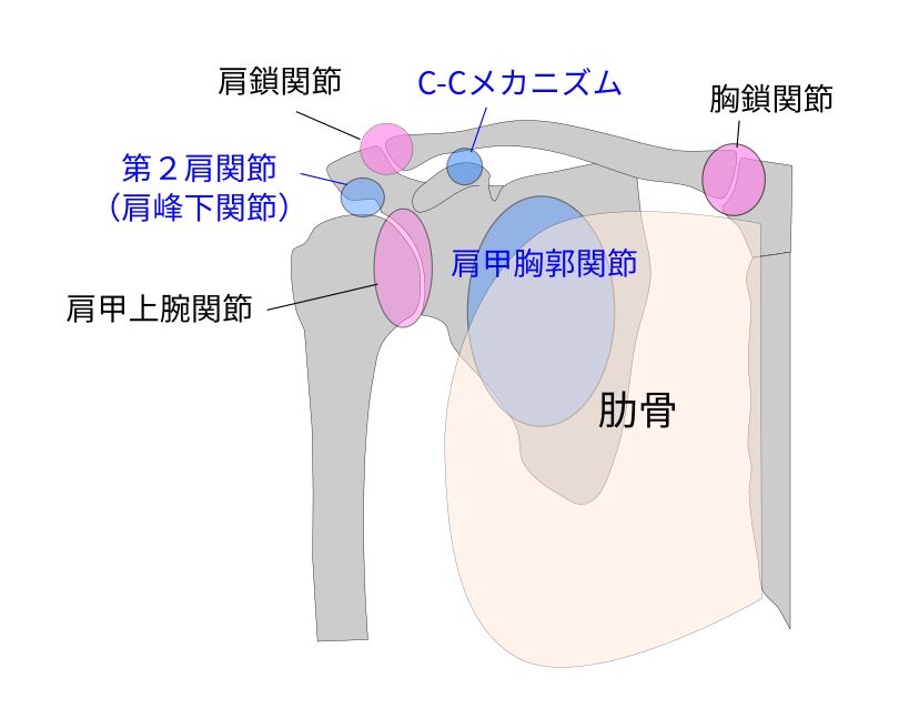 肩関節骨格