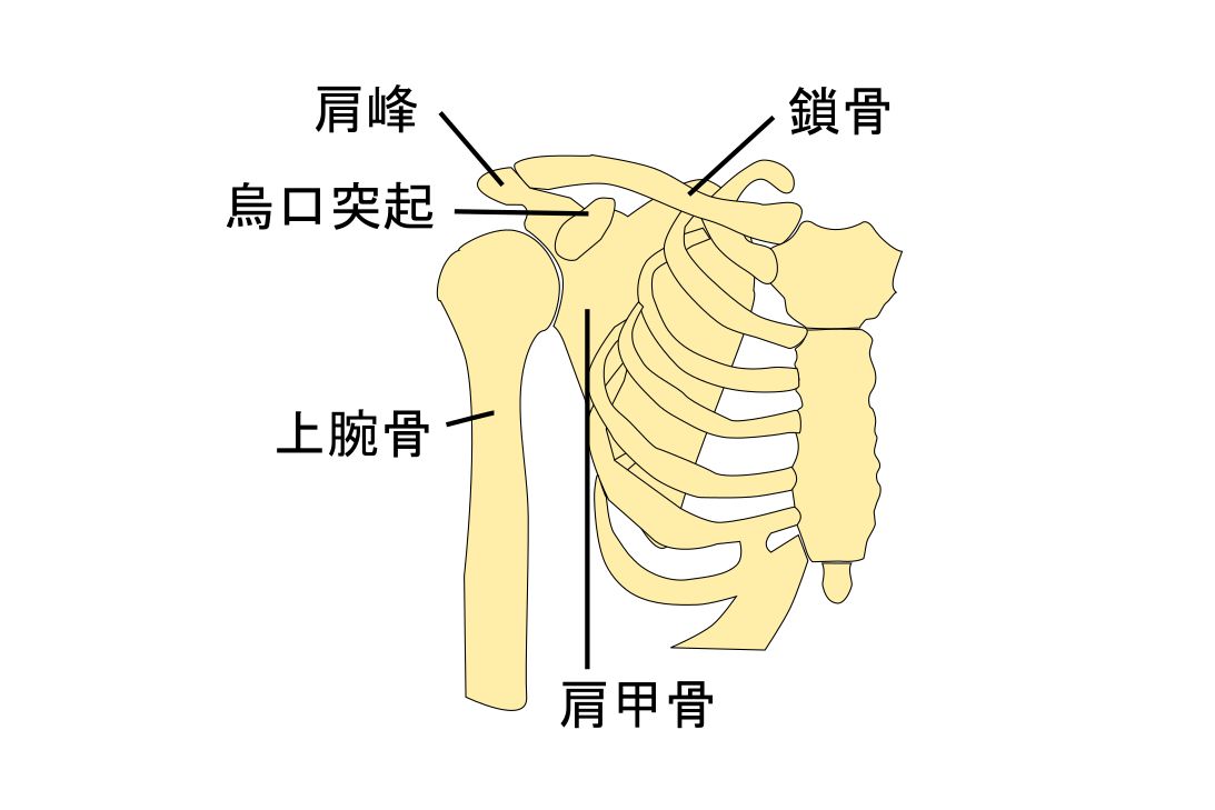 肩関節の構造