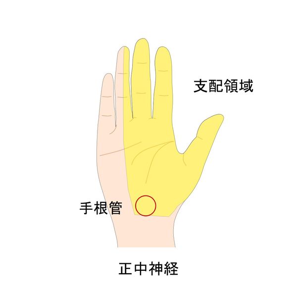 手根管神経支配