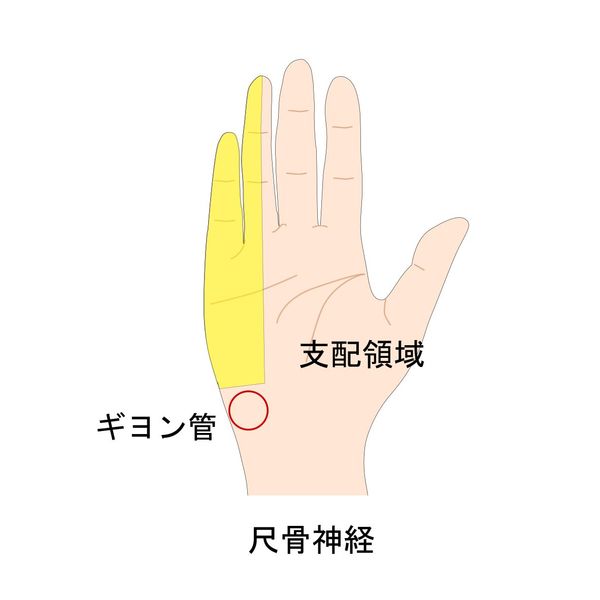 ギヨン管神経支配