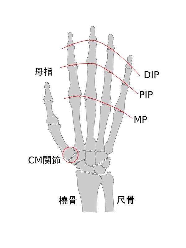 手指関節の構造