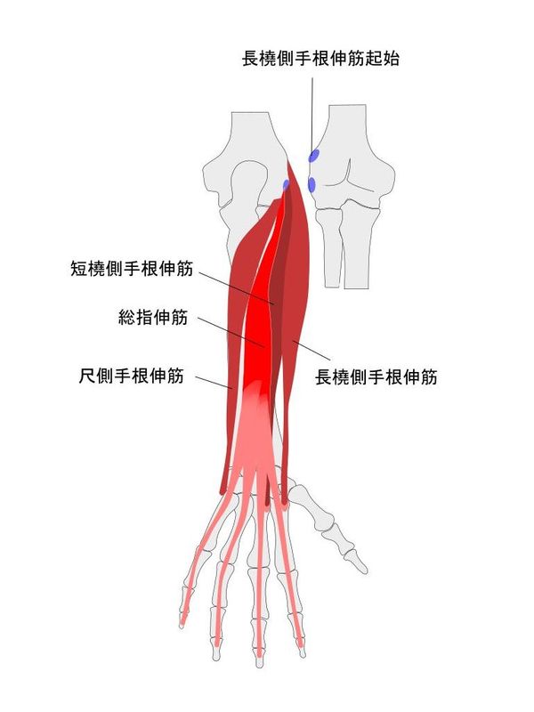 前腕伸筋群