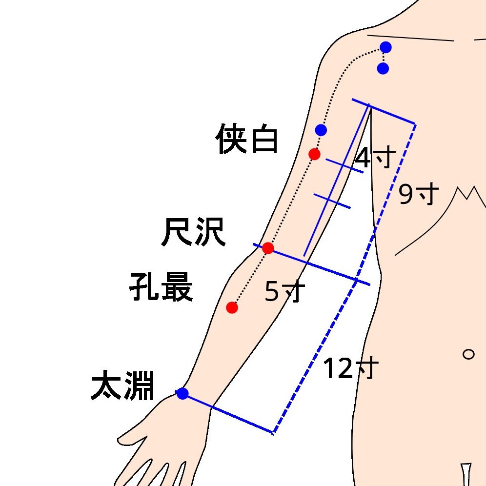 侠白・尺沢・孔最