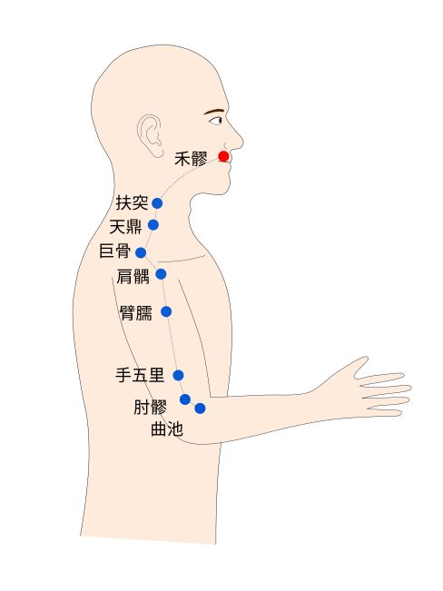 禾髎（かりょう）経穴（ツボ）イラスト
