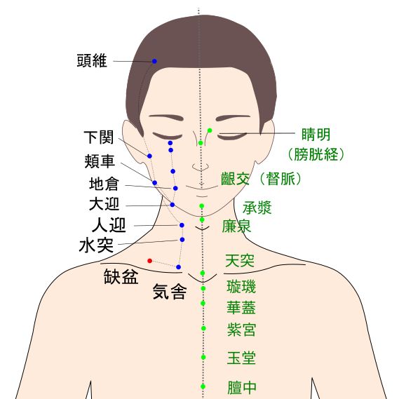 缺盆（けつぼん）経穴図