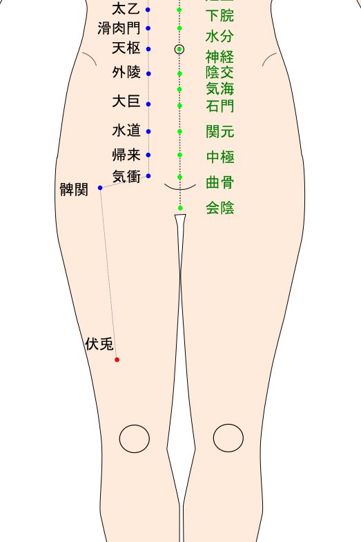 伏兎(ふくと)のツボ・経穴図