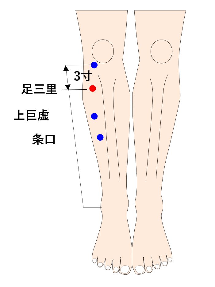 足三里(あしのさんり)のツボ・経穴図