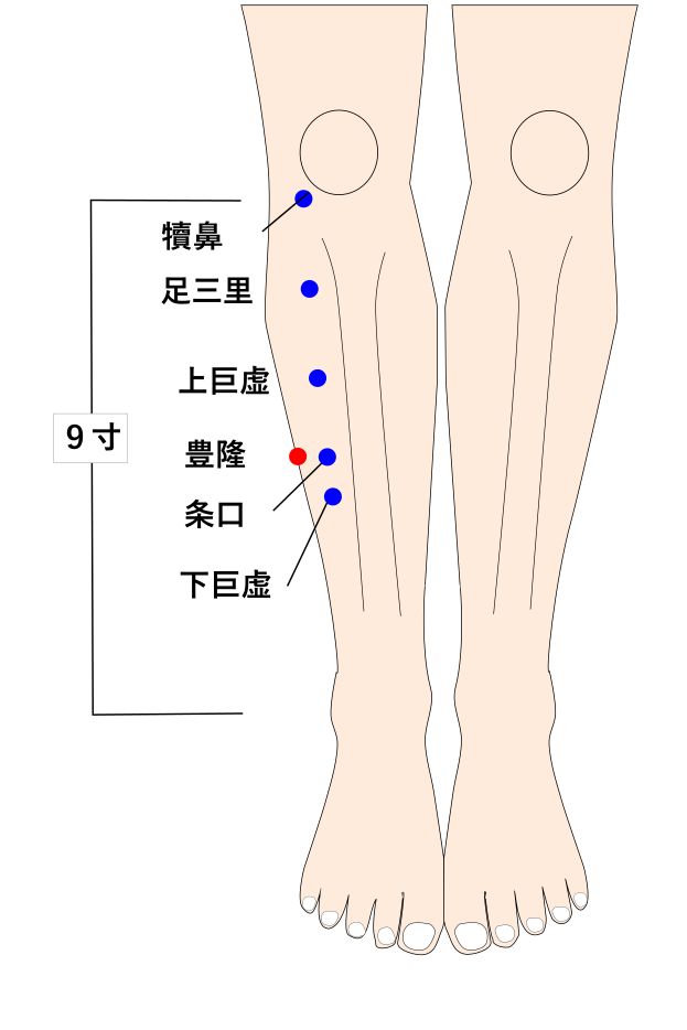 豊隆（ほうりゅう）の経穴（ツボ）イラスト