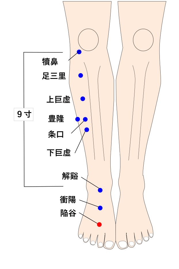 陥谷（かんこく）の経穴（ツボ）イラスト