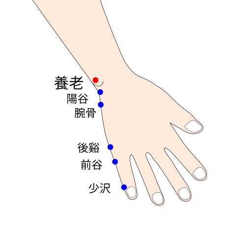 手太陽小腸経の養老穴