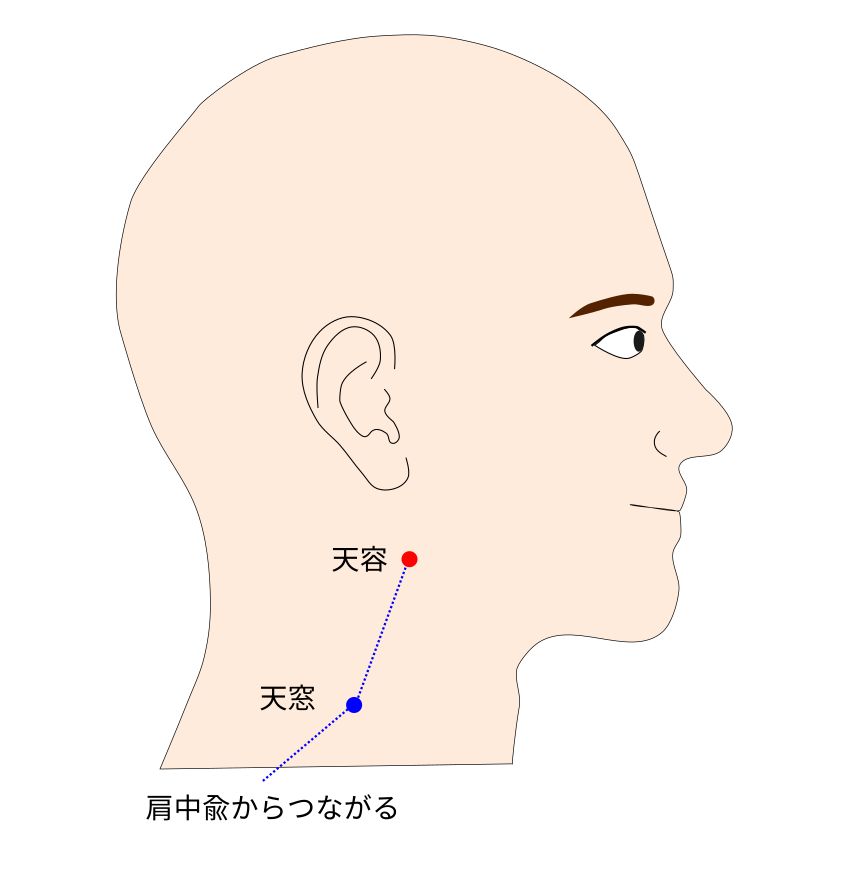 手太陽小腸経の天容（てんよう）穴のイラスト