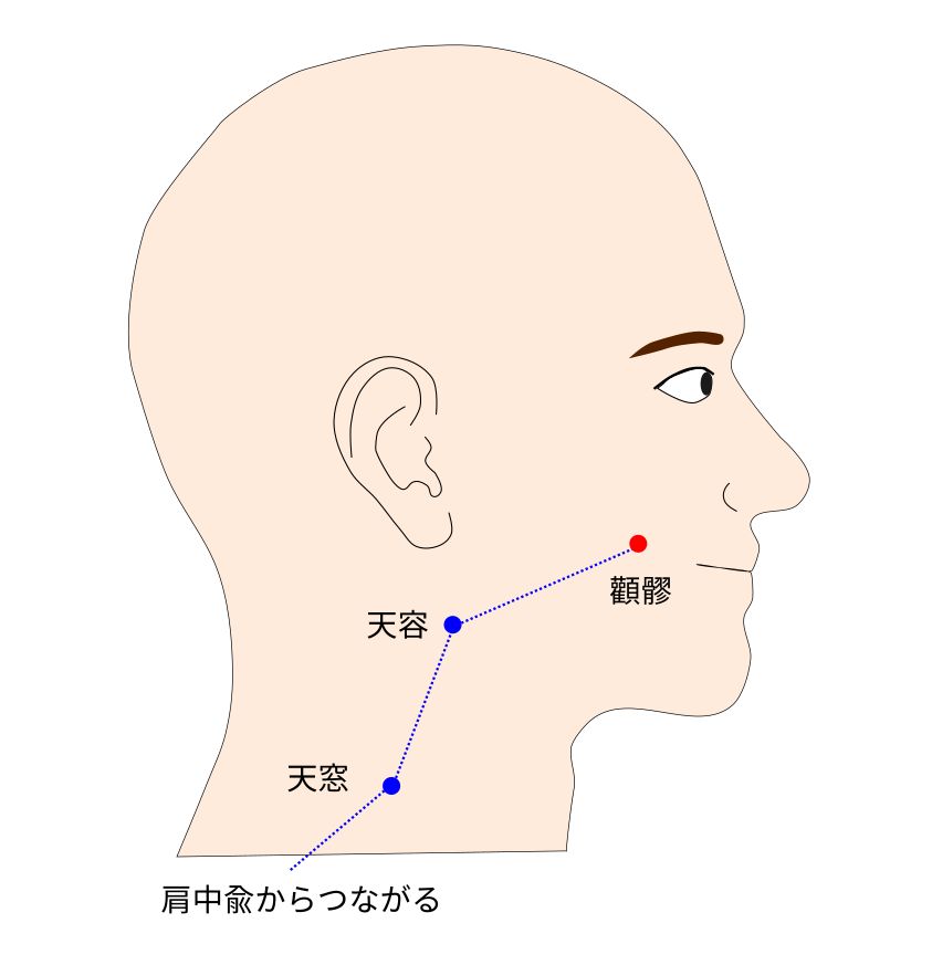 手太陽小腸経の顴髎（けんりょう）穴のイラスト
