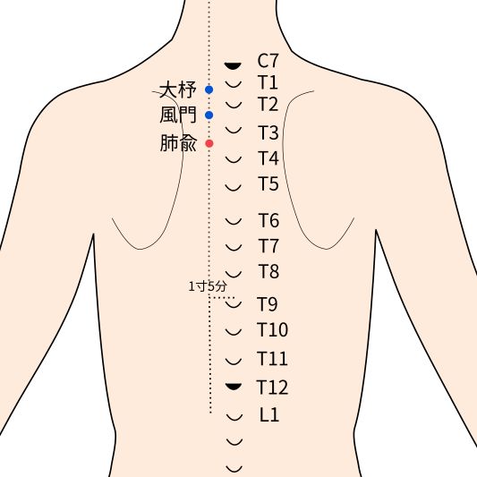肺兪穴のイラスト