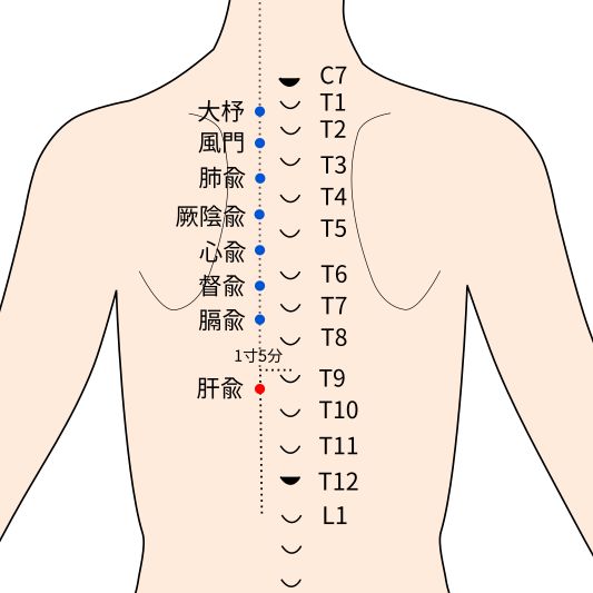 肝兪（かんゆ）穴の経穴イラスト