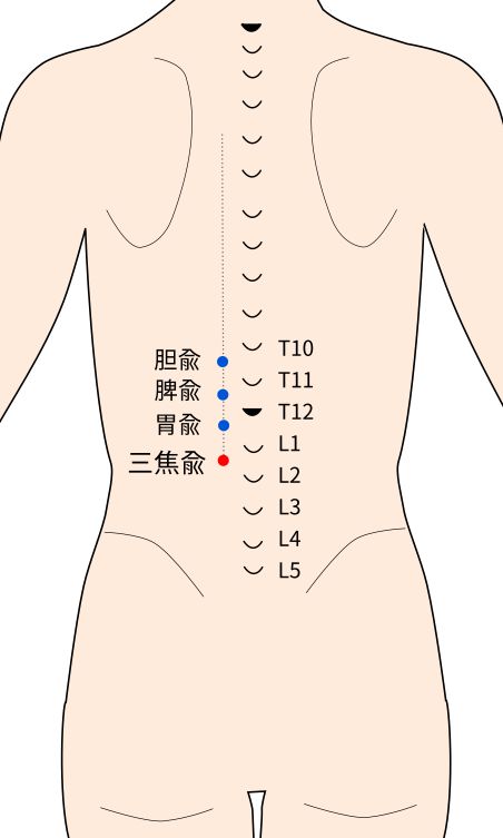 三焦兪(さんしょうゆ)穴の経穴イラスト