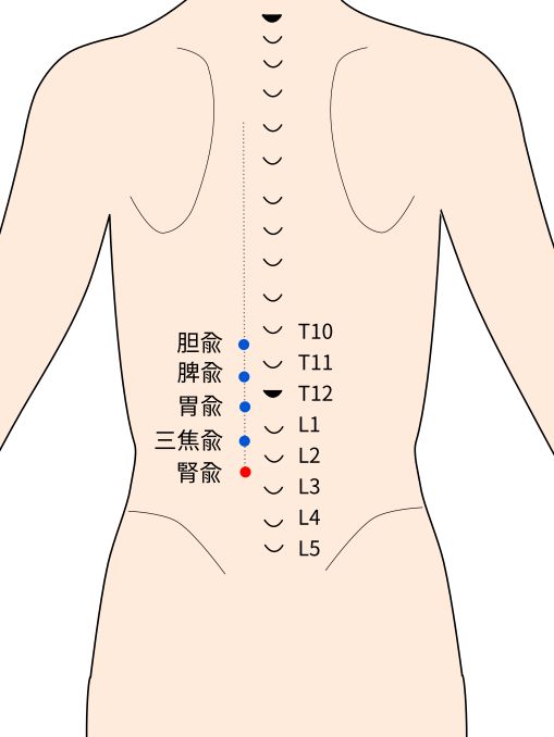 腎兪（じんゆ）穴の経穴イラスト