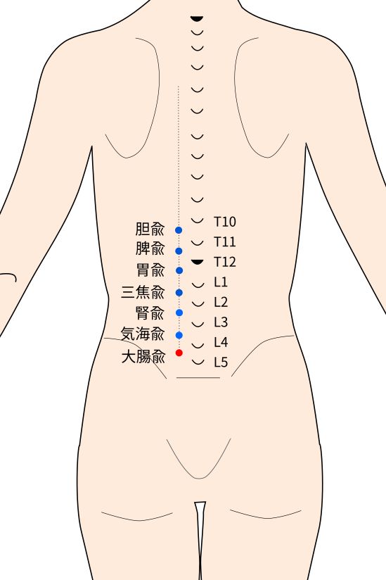 大腸兪(だいちょうゆ)穴の経穴イラスト