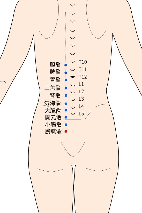 膀胱兪(ぼうこうゆ)穴の経穴イラスト