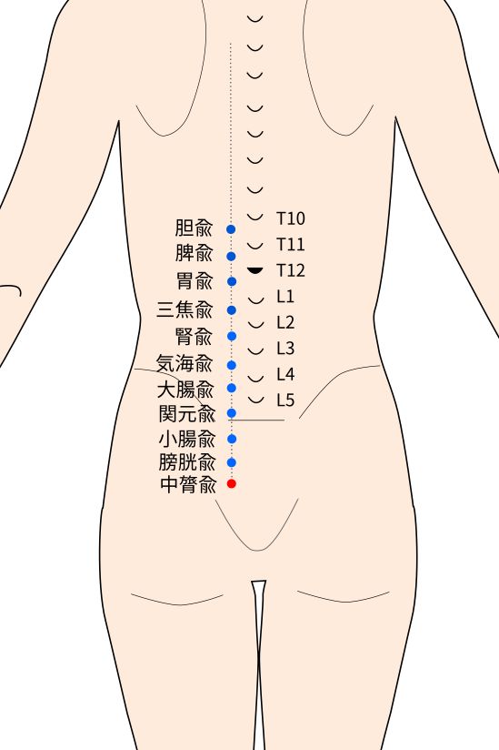 中膂兪（ちゅうりょゆ）穴の経穴イラスト