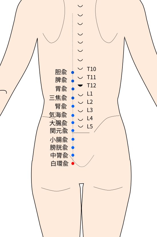 白環兪（はっかんゆ）穴の経穴イラスト