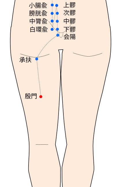 殷門（いんもん）穴の経穴イラスト
