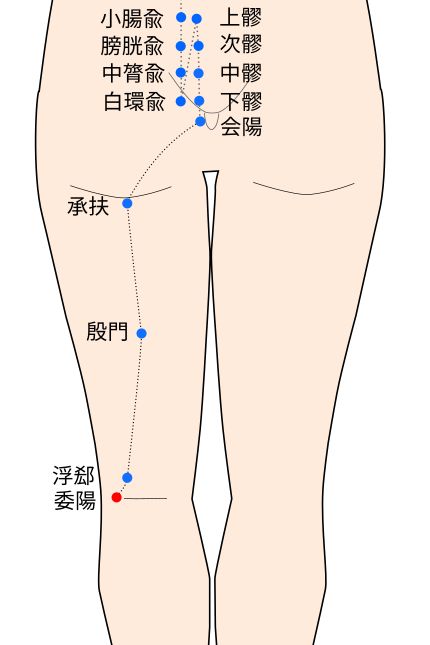 委陽（いよう）穴の経穴イラスト