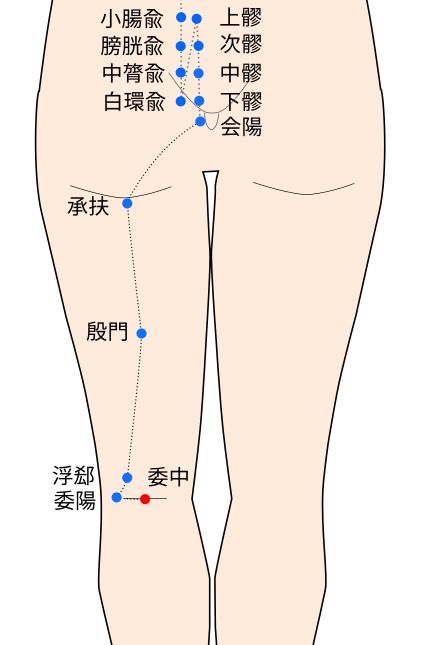 委中（いちゅう）穴の経穴イラスト