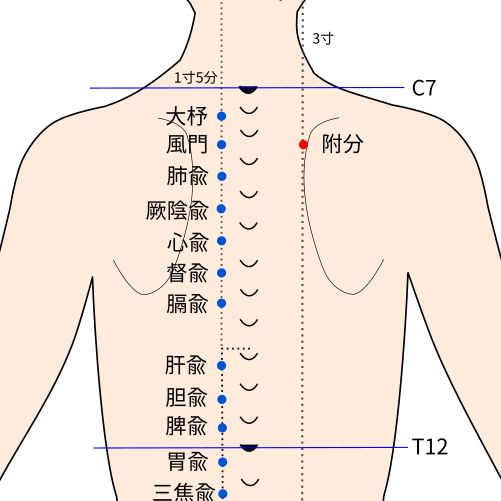 附分（ふぶん）穴の経穴イラスト