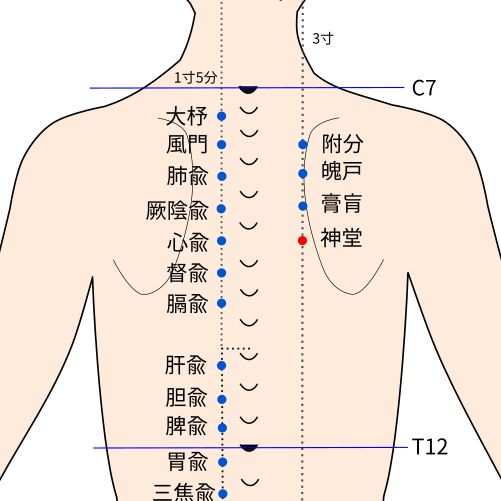 神堂（しんどう）穴の経穴イラスト