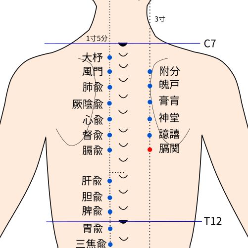 膈関(かくかん)穴の経穴イラスト