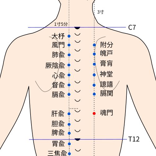 魂門（こんもん）穴の経穴イラスト