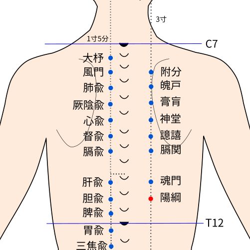 陽綱（ようこう）穴の経穴イラスト