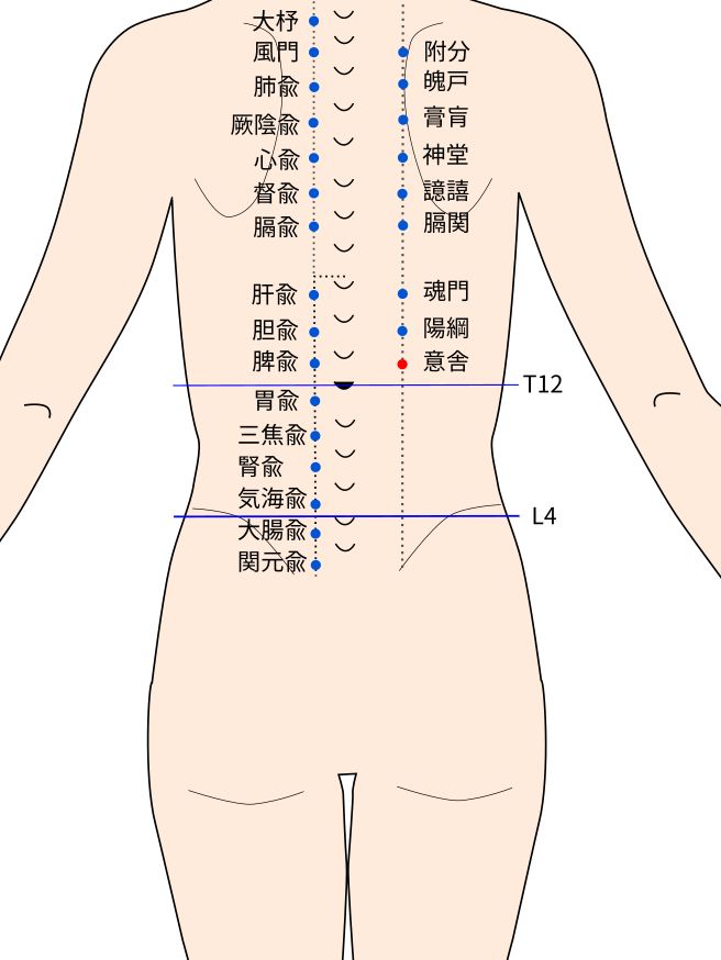 意舎（いしゃ）穴の経穴イラスト