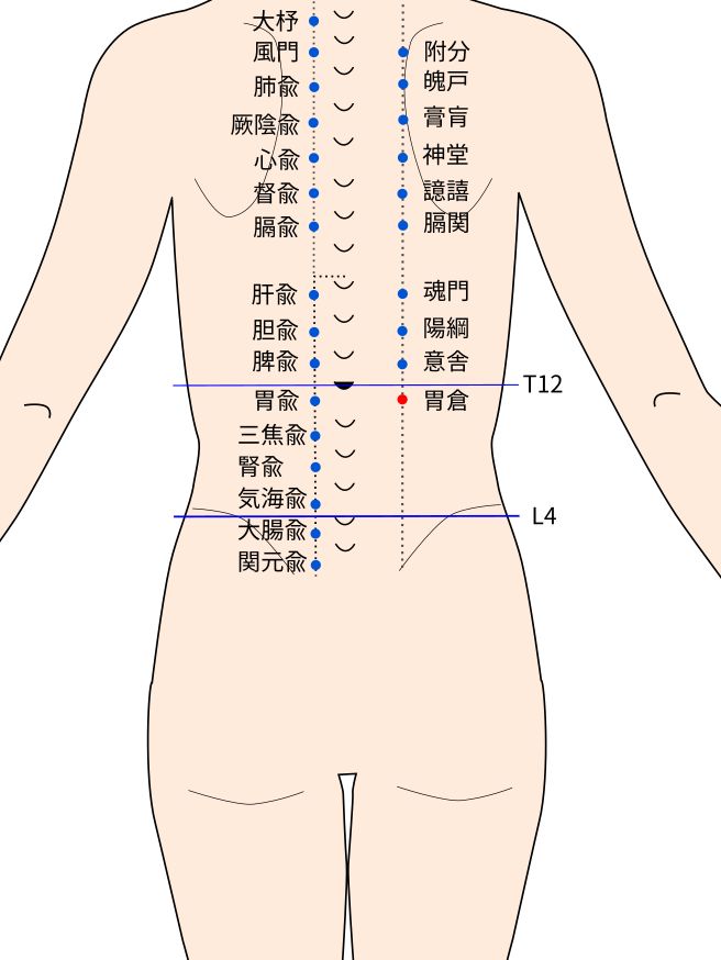 胃倉（いそう）穴の経穴イラスト