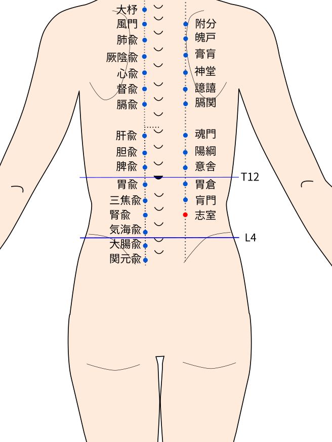 志室（ししつ）穴の経穴イラスト